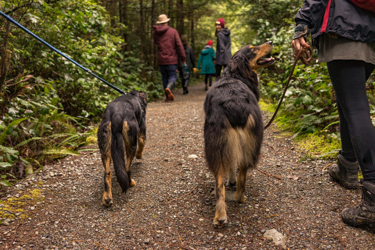 Two dogs on an adventure hike through nature with their humans